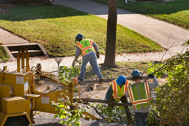 Best Storm Damage Tree Cleanup  in Escondido, CA